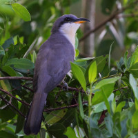 Mangrove Cuckoo